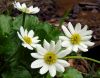 Show product details for Caltha leptosepala